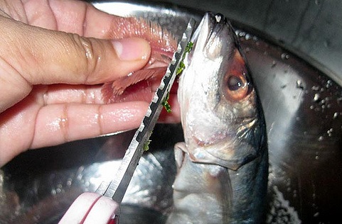 Fish Butchery Class - Mackeral